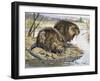 Muskrat (Ondatra Zibethicus), Cricetidae-null-Framed Giclee Print