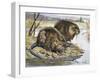 Muskrat (Ondatra Zibethicus), Cricetidae-null-Framed Giclee Print