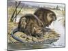 Muskrat (Ondatra Zibethicus), Cricetidae-null-Mounted Giclee Print