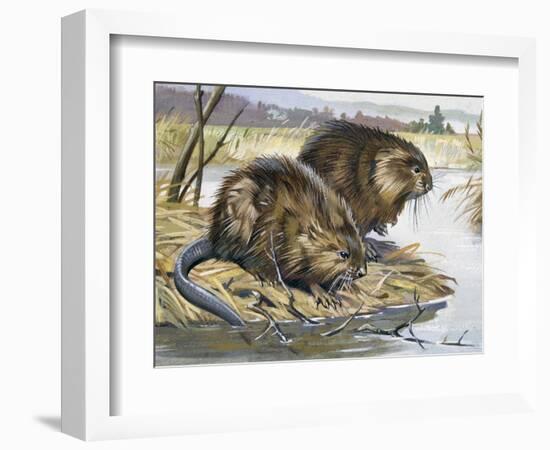 Muskrat (Ondatra Zibethicus), Cricetidae-null-Framed Giclee Print