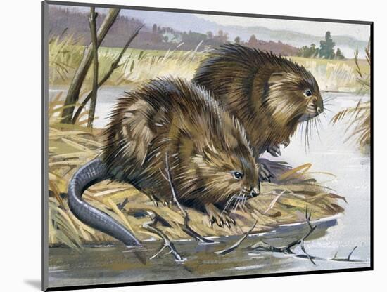 Muskrat (Ondatra Zibethicus), Cricetidae-null-Mounted Giclee Print