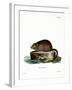 Muskrat-null-Framed Giclee Print