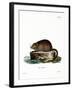 Muskrat-null-Framed Giclee Print