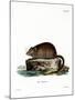 Muskrat-null-Mounted Giclee Print