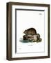 Muskrat-null-Framed Giclee Print