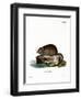 Muskrat-null-Framed Giclee Print