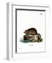 Muskrat-null-Framed Giclee Print