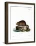 Muskrat-null-Framed Giclee Print