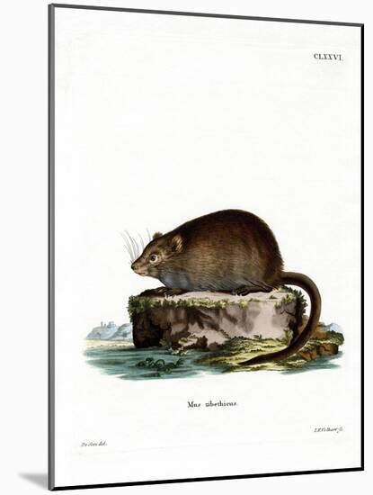 Muskrat-null-Mounted Giclee Print