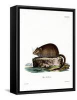 Muskrat-null-Framed Stretched Canvas