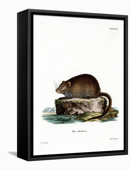 Muskrat-null-Framed Stretched Canvas