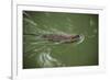 Muskrats in Jordan River-Richard T. Nowitz-Framed Photographic Print