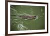 Muskrats in Jordan River-Richard T. Nowitz-Framed Photographic Print