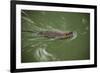 Muskrats in Jordan River-Richard T. Nowitz-Framed Photographic Print