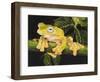 Musky Flying Frog-Barbara Keith-Framed Giclee Print