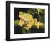 Musky Flying Frog-Barbara Keith-Framed Giclee Print