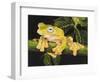 Musky Flying Frog-Barbara Keith-Framed Giclee Print