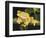 Musky Flying Frog-Barbara Keith-Framed Premium Giclee Print