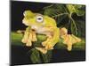 Musky Flying Frog-Barbara Keith-Mounted Premium Giclee Print