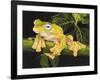 Musky Flying Frog-Barbara Keith-Framed Giclee Print