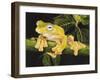 Musky Flying Frog-Barbara Keith-Framed Giclee Print