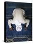 Muslim Man Praying, Dubai, United Arab Emirates, Middle East-null-Stretched Canvas