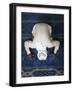 Muslim Man Praying, Dubai, United Arab Emirates, Middle East-null-Framed Photographic Print