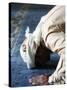 Muslim Man Praying, Dubai, United Arab Emirates, Middle East-null-Stretched Canvas