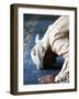 Muslim Man Praying, Dubai, United Arab Emirates, Middle East-null-Framed Photographic Print