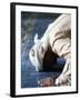 Muslim Man Praying, Dubai, United Arab Emirates, Middle East-null-Framed Photographic Print