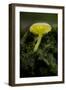 Musroom in Forest Near Zmijinje Lake, Durmitor Np, Montenegro, October 2008-Radisics-Framed Photographic Print