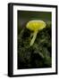 Musroom in Forest Near Zmijinje Lake, Durmitor Np, Montenegro, October 2008-Radisics-Framed Photographic Print