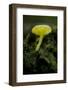 Musroom in Forest Near Zmijinje Lake, Durmitor Np, Montenegro, October 2008-Radisics-Framed Photographic Print