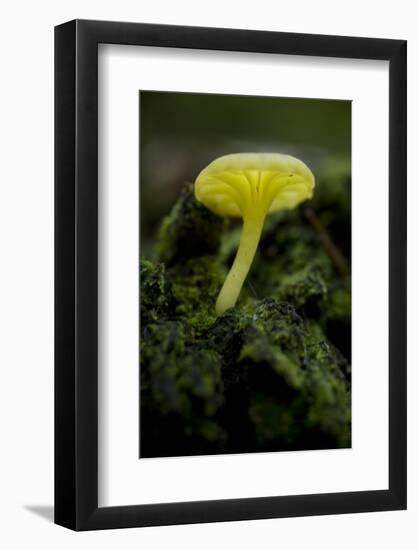Musroom in Forest Near Zmijinje Lake, Durmitor Np, Montenegro, October 2008-Radisics-Framed Photographic Print