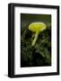 Musroom in Forest Near Zmijinje Lake, Durmitor Np, Montenegro, October 2008-Radisics-Framed Photographic Print