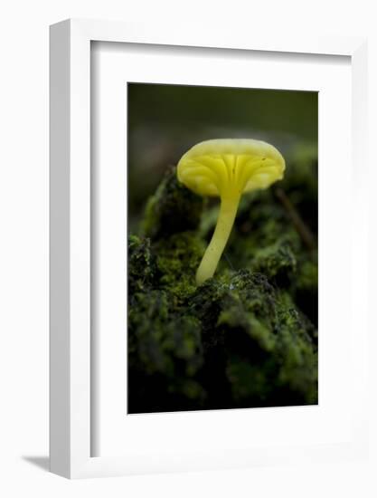 Musroom in Forest Near Zmijinje Lake, Durmitor Np, Montenegro, October 2008-Radisics-Framed Photographic Print