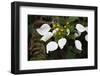 Mussaenda pubescens flowers, Tongbiguan Nature Reserve, Yunnan province, China-Staffan Widstrand/Wild Wonders of China-Framed Photographic Print