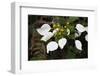 Mussaenda pubescens flowers, Tongbiguan Nature Reserve, Yunnan province, China-Staffan Widstrand/Wild Wonders of China-Framed Photographic Print