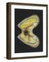 Mussel-Philip Henry Gosse-Framed Giclee Print