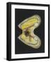 Mussel-Philip Henry Gosse-Framed Giclee Print