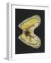 Mussel-Philip Henry Gosse-Framed Giclee Print