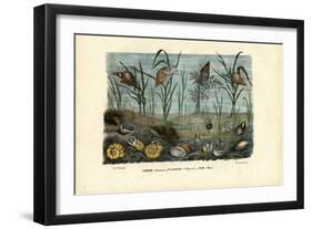 Mussels, 1863-79-Raimundo Petraroja-Framed Giclee Print