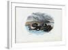 Mussels, 1863-79-Raimundo Petraroja-Framed Giclee Print