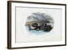 Mussels, 1863-79-Raimundo Petraroja-Framed Giclee Print