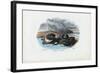 Mussels, 1863-79-Raimundo Petraroja-Framed Giclee Print