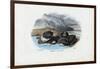 Mussels, 1863-79-Raimundo Petraroja-Framed Premium Giclee Print