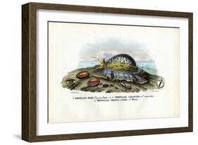 Mussels, 1863-79-Raimundo Petraroja-Framed Giclee Print