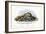 Mussels, 1863-79-Raimundo Petraroja-Framed Giclee Print