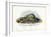 Mussels, 1863-79-Raimundo Petraroja-Framed Giclee Print