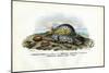 Mussels, 1863-79-Raimundo Petraroja-Mounted Giclee Print